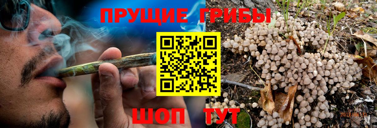 Псилоцибиновые грибы Psilocybine cubensis Озёры